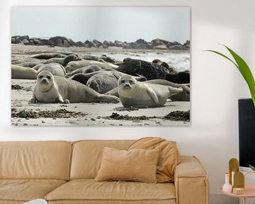 Zeehond van wim verrijp