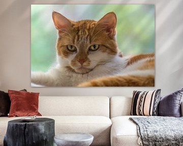 Portret van een poes