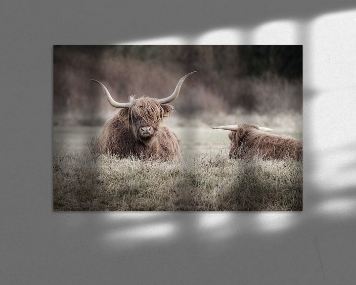 Sfeerimpressie: Twee rustende Schotse hooglanders van Melissa Peltenburg