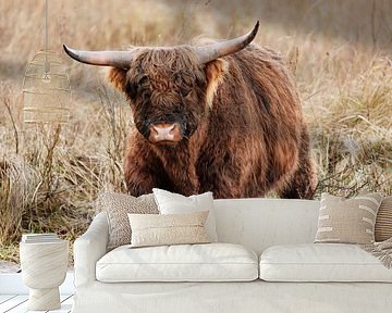 Schotse hooglander in het water