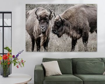 Deux sages (bisons d'Europe) l'un à côté de l'autre dans les dunes de Kennemer sur Melissa Peltenburg