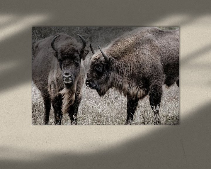 Sfeerimpressie: Twee wisenten (Europese bizons) naast elkaar in de Kennemerduinen van Melissa Peltenburg