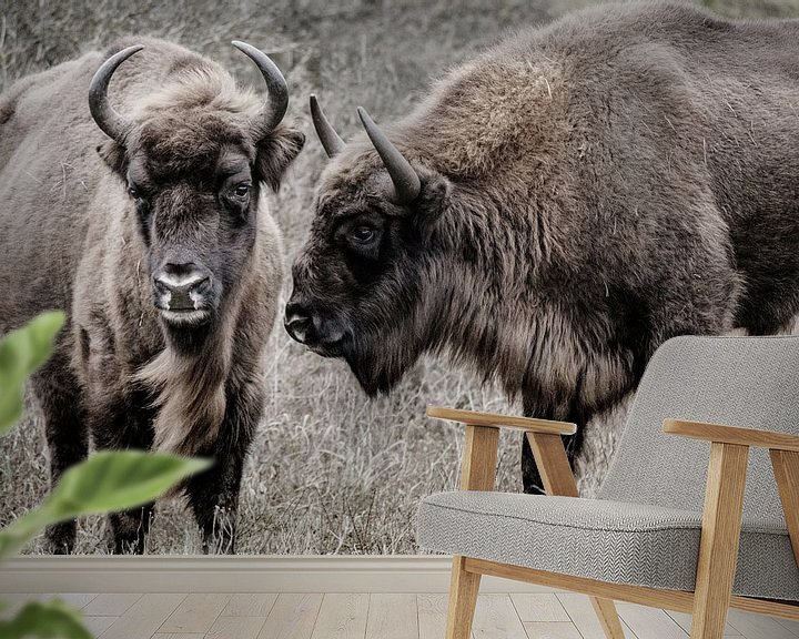 Sfeerimpressie behang: Twee wisenten (Europese bizons) naast elkaar in de Kennemerduinen van Melissa Peltenburg