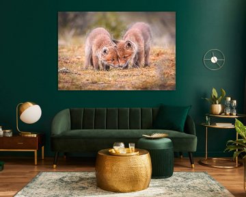 Fox cubs by Andy van der Steen - Fotografie