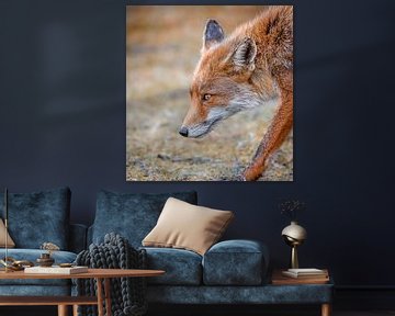 Fox by Andy van der Steen - Fotografie