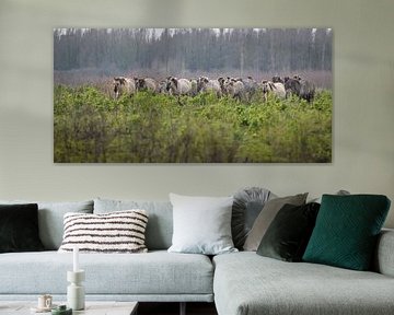 Konik horses by Andy van der Steen - Fotografie