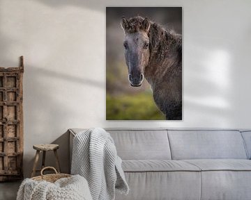 Les chevaux de Konik sur Andy van der Steen - Fotografie