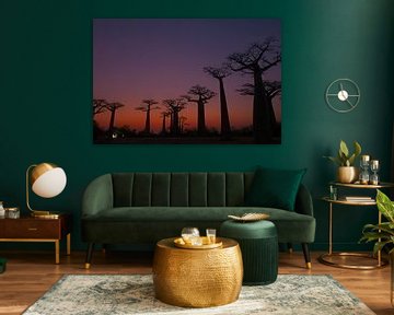 Allée des Baobabs van Dirk-Jan Steehouwer