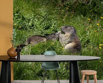 Alpenmurmeltiere in Österreich