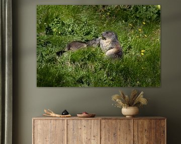 Alpine marmots in Austria by Melissa Peltenburg