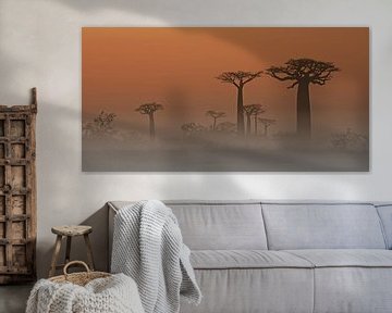 Avenue de Baobabs van Dirk-Jan Steehouwer