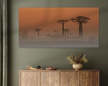Baobab bomen in de mist van Dirk-Jan Steehouwer