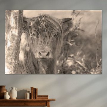 Scottish Highlander Sepia