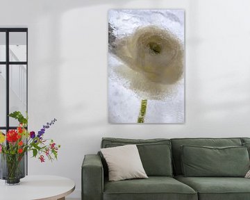 White ranunculus in ice 1 by Marc Heiligenstein