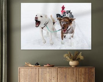 Huskies trekken hondenslee in de sneeuw