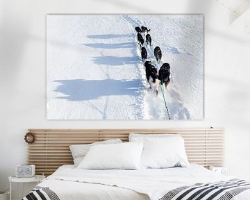 Husky sled team follow path in the snow by Martijn Smeets
