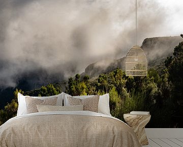 Lauriessilva, primeval forests on Madeira by Melissa Peltenburg