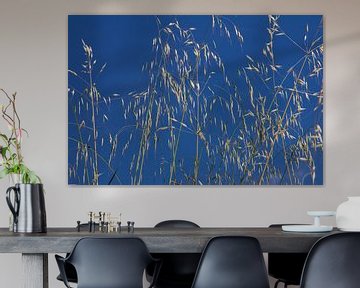 Grass against a clear blue sky by martin von rotz