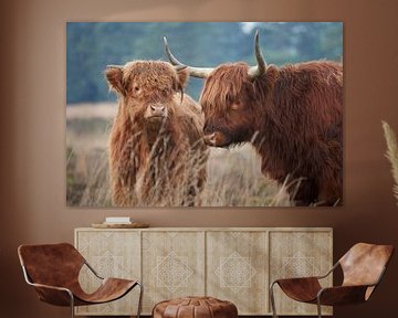 Highland Cow with young by Cor de Hamer