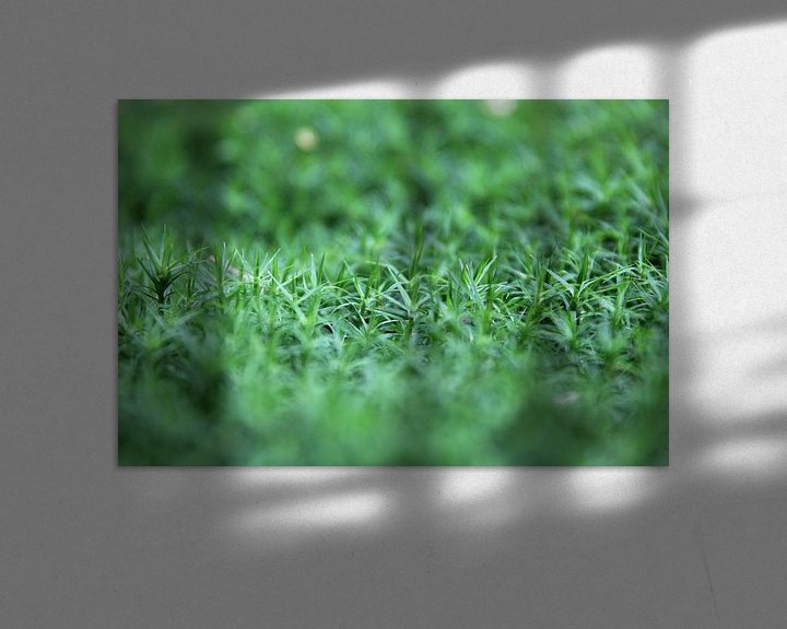 Sfeerimpressie: Close-up groene bodembedekking van Sander de Jong