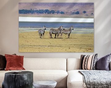 zebra's van Roger Hagelstein
