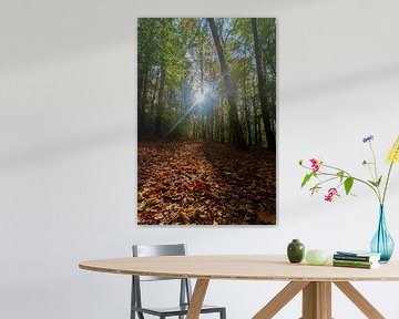 Sonnenstrahlen scheinen durch die Bäume im Wald auf bunte Herbstblätter von Kim Willems