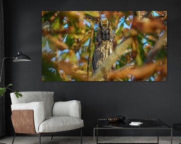 long-eared owl by stephan berendsen