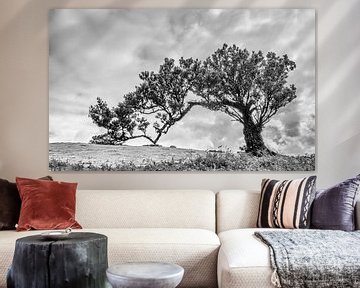 Arbre solitaire sur Steven Driesen