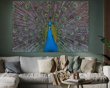 Schöner Pfau von Mathijs De Koning