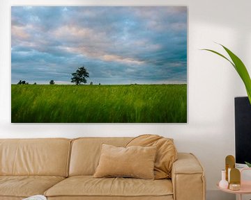 Tree in the reed bed