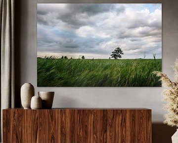 Tree in the reed bed