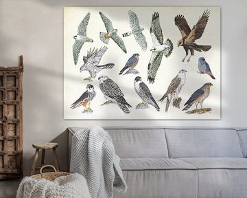 Birds of prey by Jasper de Ruiter