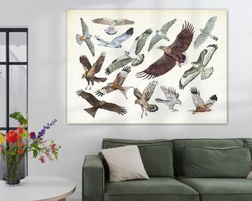 Birds of prey in flight by Jasper de Ruiter