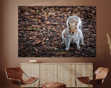 Un écureuil effronté sur le chemin des copeaux de bois sur AB Photography