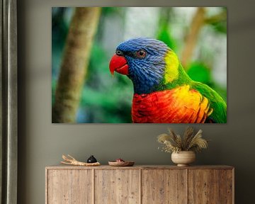 Kleurrijke lorikeet (papegaai) van AB Photography