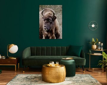 European bison, wisent by Melissa Peltenburg