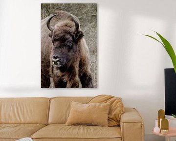 Europese bizon, wisent van Melissa Peltenburg