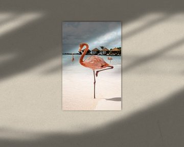 Eleganter rosa Flamingo auf Aruba von Henrike Schenk