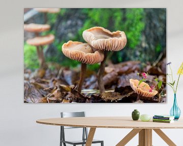 Paddestoelen in het bos van Linda Schouw