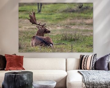 Deer at the Amsterdam Water Supply Dunes by Linda Schouw