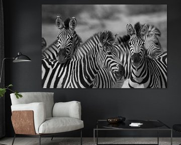 Zebras in Botswana von Marieke Funke