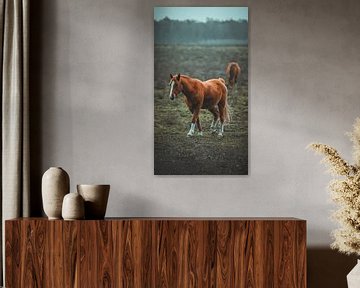Wilde paarden in het Planken wambuis van AciPhotography