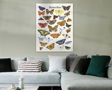 Papillons sur Jasper de Ruiter