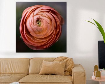 Ranunculus en vieux rose