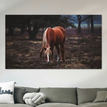 Wild paard in het planken wambuis