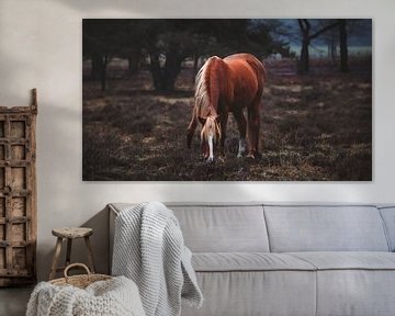 Wild paard in het planken wambuis van AciPhotography