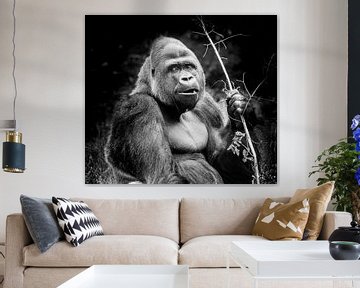 Tiere | Gorilla