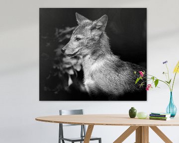 Tiere | Wolf von Sylvana Portier
