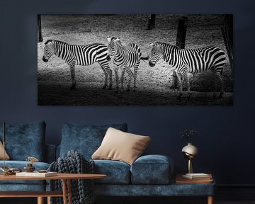 Tiere | Zebras