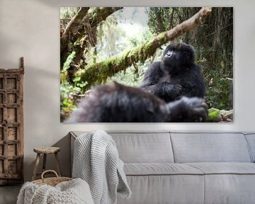 Wandelsafari naar de wilde berggorilla's in Rwanda van Teun Janssen